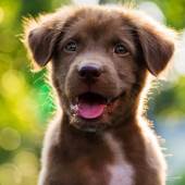 Emotional Support Animal Letter